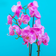 pink orchids flowers