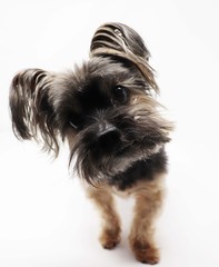 yorkshire terrier on white background