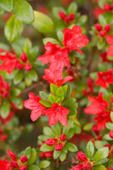 Close up on the beautiful Azalea (Rhododendron) Kiusianum Wildenstein at the Botanical Garden Berlin-Dahlem, Germany