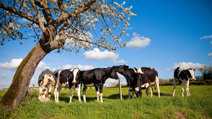 Troupeau de vache au printemps en campagne