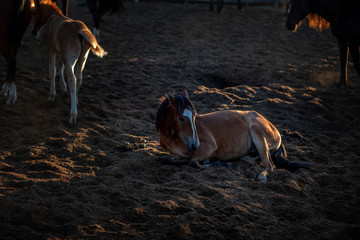 horses in the paddock at the stables,filmed at sunset
