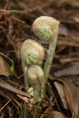 Cinnamon fern fiddleheads at the Belding Preserve in Vernon, Connecticut.