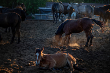 horses in the paddock at the stables,filmed at sunset