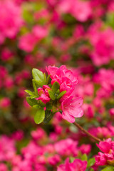 Close up on the beautiful Azalea (Rhododendron) Kiusianum Rauschenstein at the Botanical Garden Berlin-Dahlem, Germany
