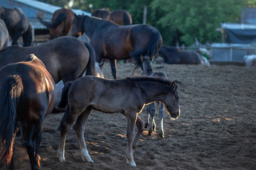 horses in the paddock at the stables,filmed at sunset