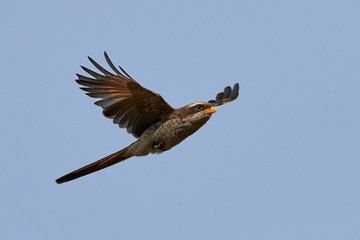 Yellow-billed shrike (Corvinella corvina)