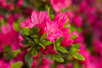 Close up on the beautiful Azalea (Rhododendron) Kiusianum Rauschenstein at the Botanical Garden Berlin-Dahlem, Germany