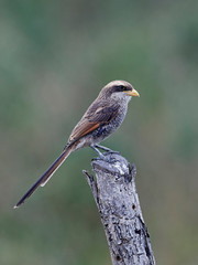 Yellow-billed shrike (Corvinella corvina)