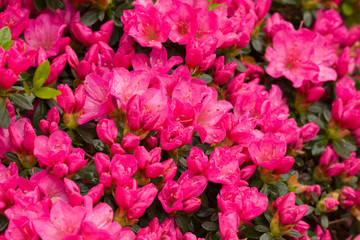 Close up on the beautiful Azalea (Rhododendron) Kiusianum Rauschenstein at the Botanical Garden Berlin-Dahlem, Germany