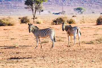 Obraz premium African plain zebra in the Kalahari Desert of Namibia