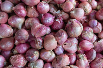 Shallots ,French grey challot or griselle