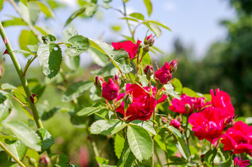 red roses bush on green garden background