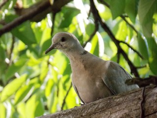gray pigeon on the tree branch