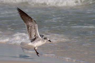 shore bird flying in for a landing at beach 