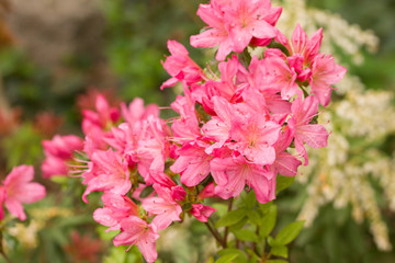 Close up on the beautiful Azalea (Rhododendron) Simsii Ophelia at the Botanical Garden Berlin-Dahlem, Germany