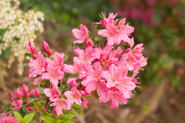 Close up on the beautiful Azalea (Rhododendron) Simsii Ophelia at the Botanical Garden Berlin-Dahlem, Germany