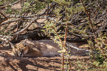 Caracal cat sleeping underneath a bush in Namibia