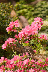 Close up on the beautiful Azalea (Rhododendron) Simsii Ophelia at the Botanical Garden Berlin-Dahlem, Germany
