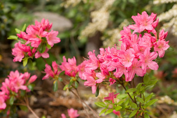 Close up on the beautiful Azalea (Rhododendron) Simsii Ophelia at the Botanical Garden Berlin-Dahlem, Germany
