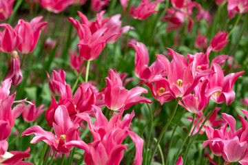 Red tulip flowers from Wickham Park in Manchester, Connecticut.
