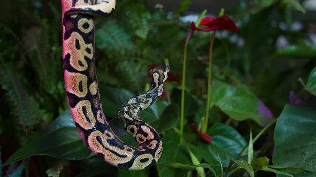 Baby Python snake on a jungle background