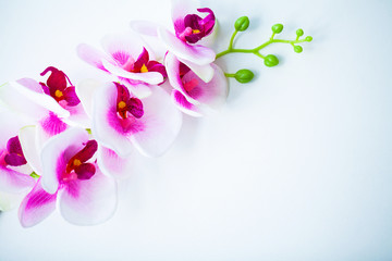 Spa and wellness scene. Orchid flower on the wooden pastel background