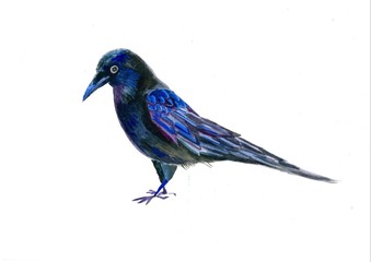 Bird crow watercolor illustration. Raven watercolor illustration.