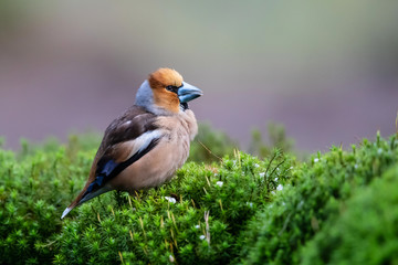 Hawfinch in the forest in Noord Brabant in the south of the Netherlands
