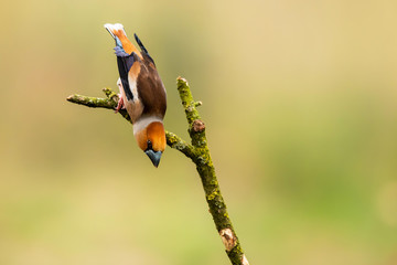 Hawfinch on a branch in the forest in Noord Brabant in the south of the Netherlands