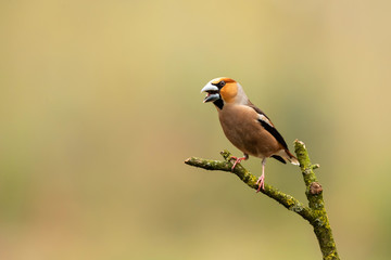 Hawfinch on a branch in the forest in Noord Brabant in the south of the Netherlands