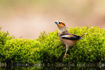 Hawfinch in the forest in Noord Brabant in the south of the Netherlands