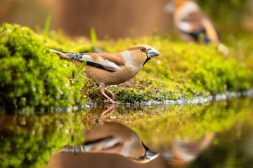Hawfinch drinking from a pond in the forest in Noord Brabant in the south of the Netherlands