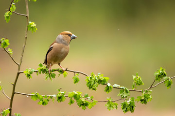 Hawfinch on a branch in the forest in Noord Brabant in the south of the Netherlands