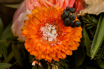 Macro on frozen a frozen orange gerbera Daisy flower. Frozen in time.