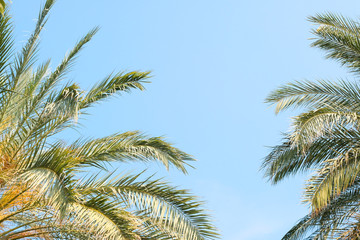 Fototapeta na wymiar Palm against the blue sky. Tropical plants concept. Background.