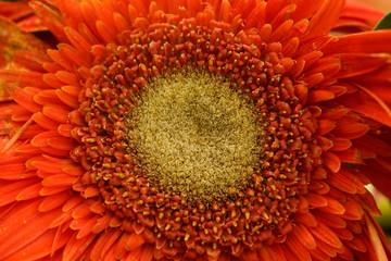Macro on frozen a frozen orange gerbera Daisy flower. Frozen in time.