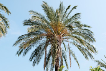 Palm against the blue sky. Tropical plants concept. Background.