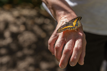 Yellow and black swallowtail butterfly on hand