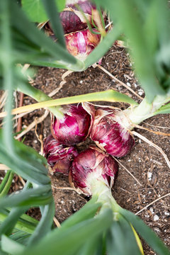 Red onions ready to pick from the ground