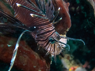 Naklejka na ściany i meble Close up of a Common Lionfish (Pterois volitans)