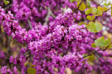 Obraz premium Blossoming of purple cercis siliquastrum at sunny day, nobody