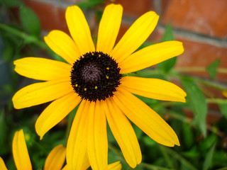 big yellow daisies. beautiful yellow flower. green grass