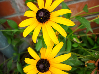 big yellow daisies. beautiful yellow flowers. green grass