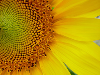 Sunflower natural background. Sunflower blooming. Close-up of sunflower.