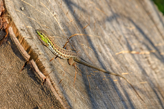 Europ&auml;isches Schlangenauge (Ophisops elegans) Kalymnos