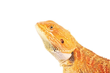 Side view of a bearded dragon