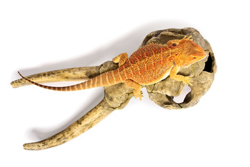 Top view of bearded dragon on horned animal skull