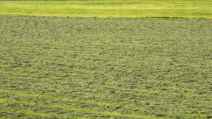 Green fields with grass and hay cut ready to be harvested. Hills in southern Germany not far from the Alps