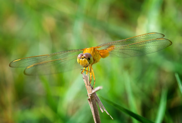 Yellow golden dragonfly with green background.
