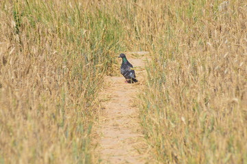 Paloma en camino de trigales